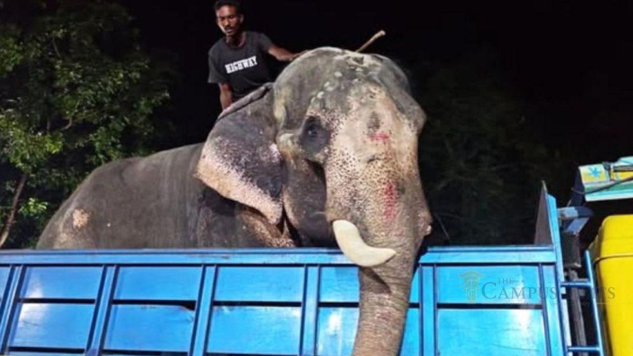 প্রধানমন্ত্রীর নির্দেশে ‘বাদশা বাহাদুর’ এখন জাতীয় চিড়িয়াখানায়
