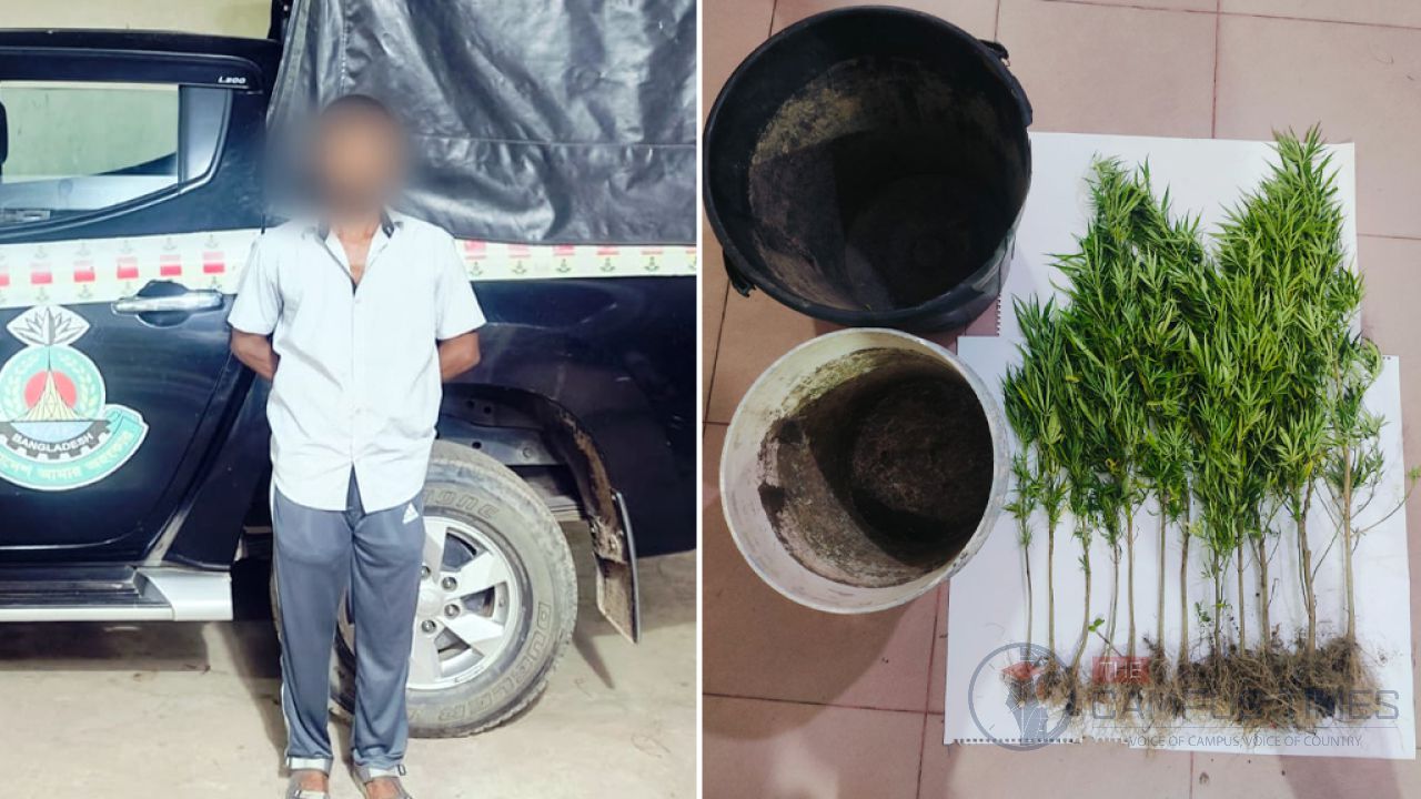 চট্টগ্রামে টিনের চালায় গাঁজা চাষ, গ্রেপ্তার ১