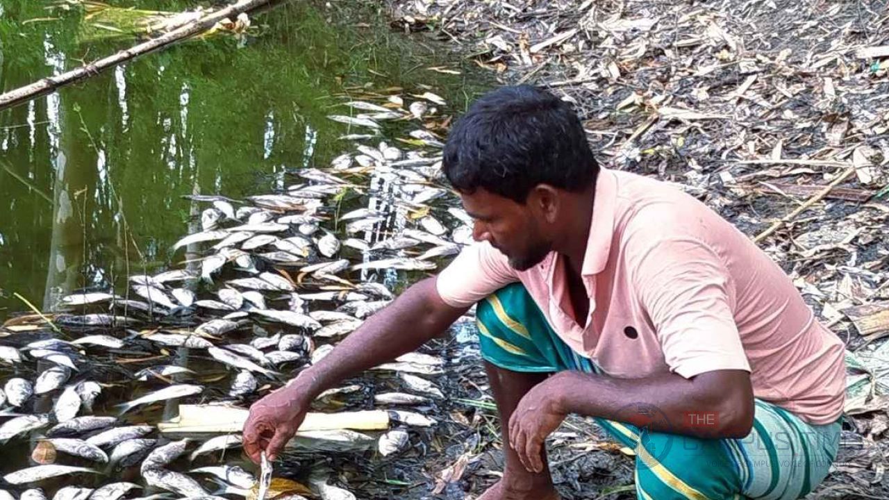 বিষ দিয়ে পুকুরের সব মাছ নিধন, দিশেহারা চাষি